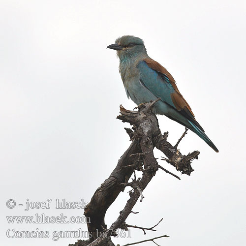 Coracias garrulus ba7361