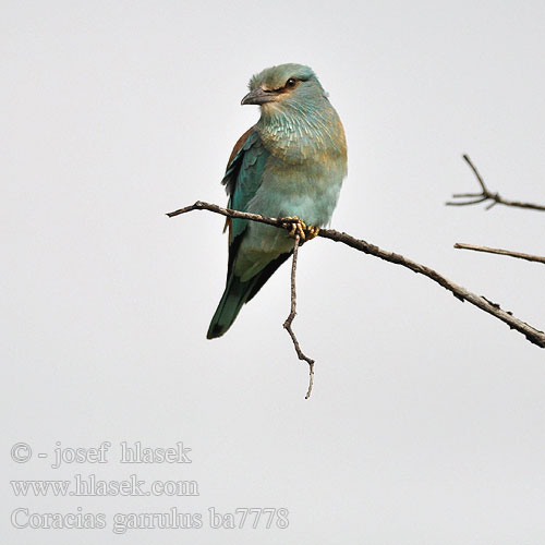 Coracias garrulus ba7778