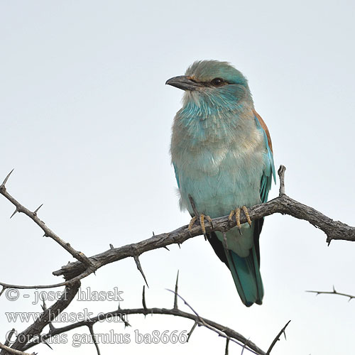 Coracias garrulus ba8666