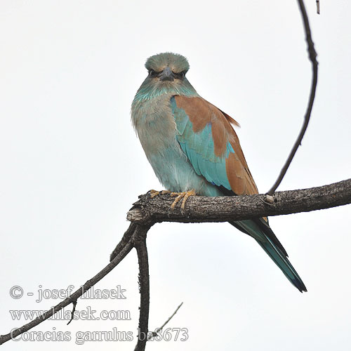 Coracias garrulus ba8673