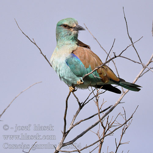 Coracias garrulus ba8694