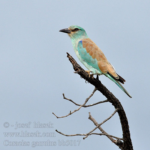 Coracias garrulus bb5017