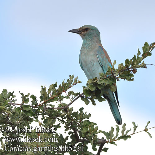 Coracias garrulus bb5231