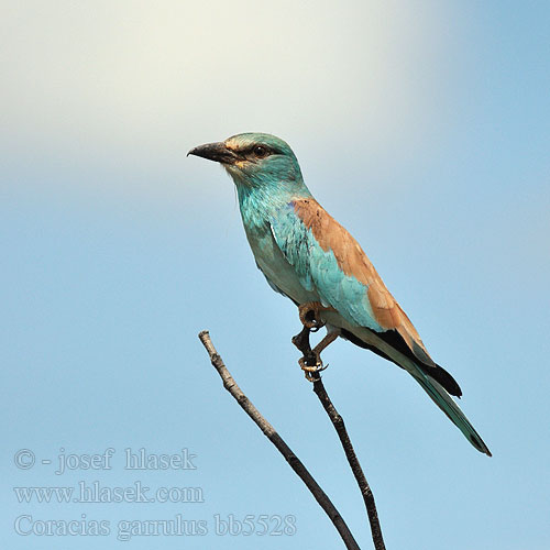 Coracias garrulus bb5528