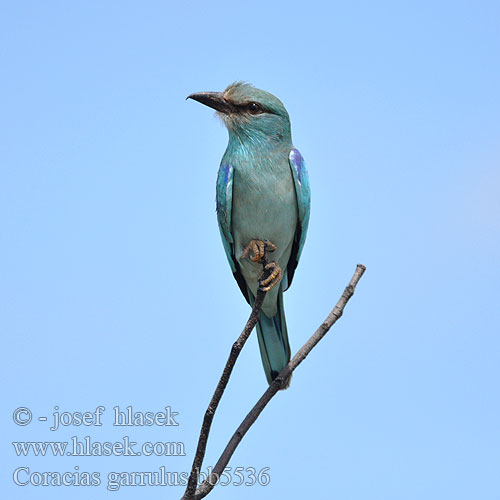 Coracias garrulus bb5536