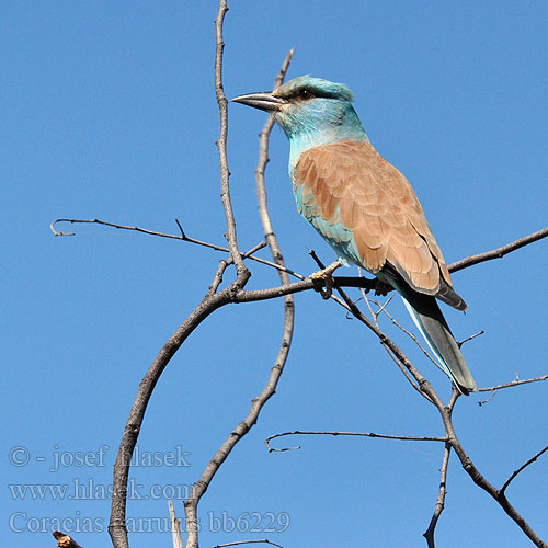 Coracias garrulus bb6229