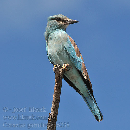 Coracias garrulus bb6238