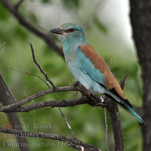 Coracias garrulus bb6672