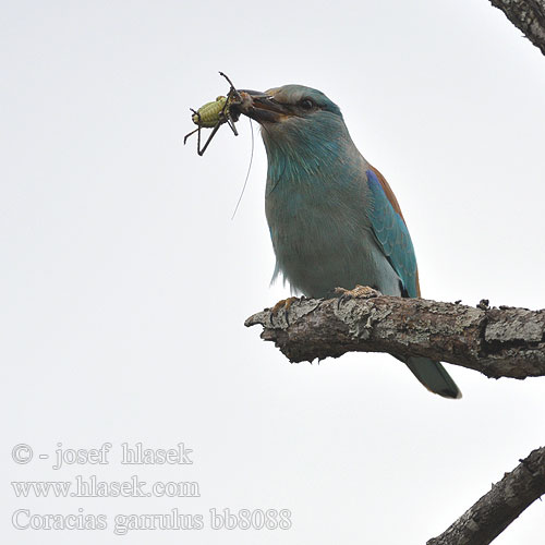 Coracias garrulus bb8088