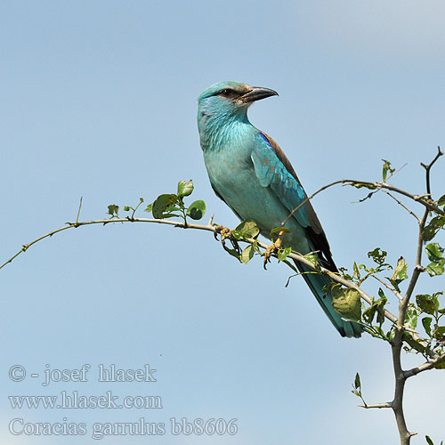 Coracias garrulus bb8606