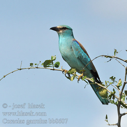 Coracias garrulus bb8607