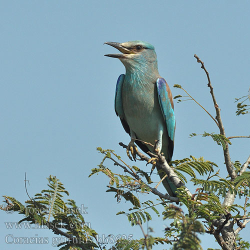 Coracias garrulus bb8625