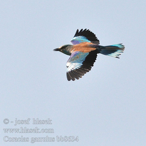 Coracias garrulus bb8634