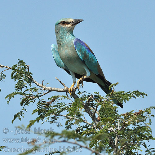 Coracias garrulus bb8635