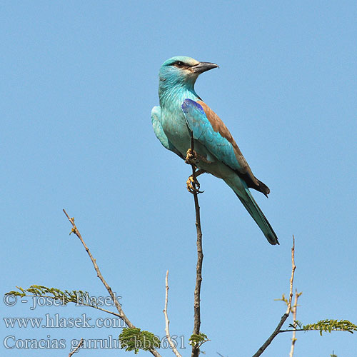 Coracias garrulus bb8651