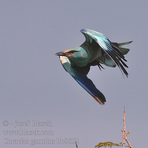 Coracias garrulus bb8652