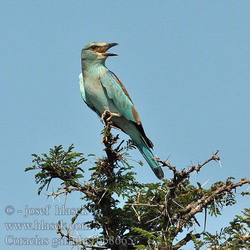 Coracias garrulus bb8665