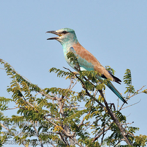 Coracias garrulus bb8686