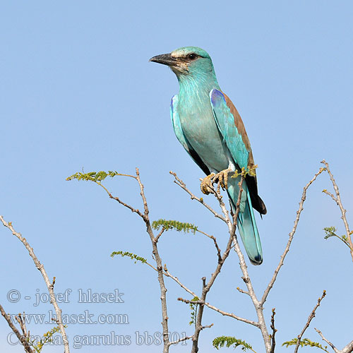 Coracias garrulus bb8701