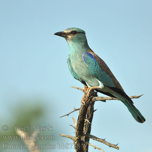 Coracias garrulus bb8738