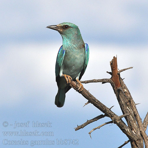 Coracias garrulus bb8742