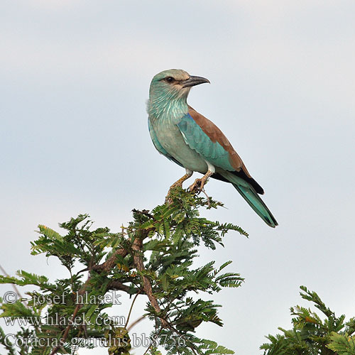 Coracias garrulus bb8756