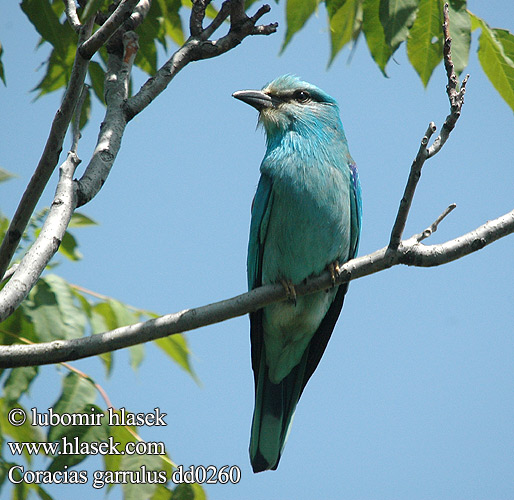 Coracias garrulus dd0260