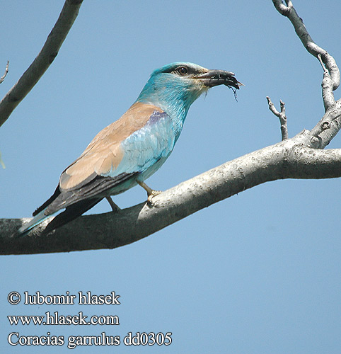 Coracias garrulus dd0305