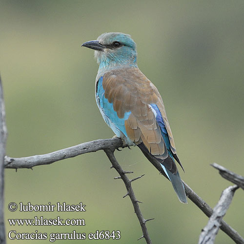 Coracias garrulus Roller Blauracke Rollier Europe Carraca