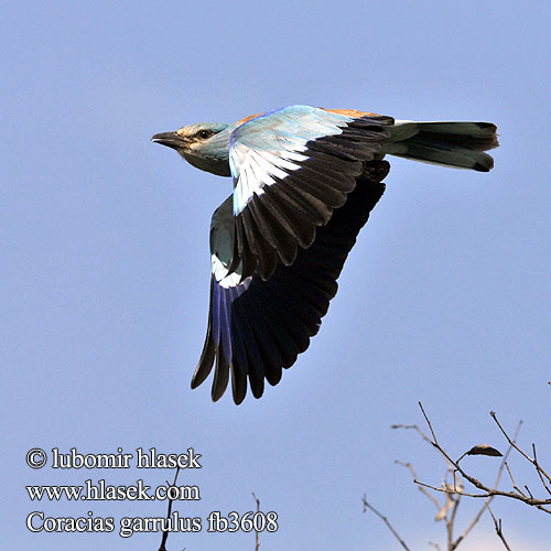 Coracias garrulus fb3608