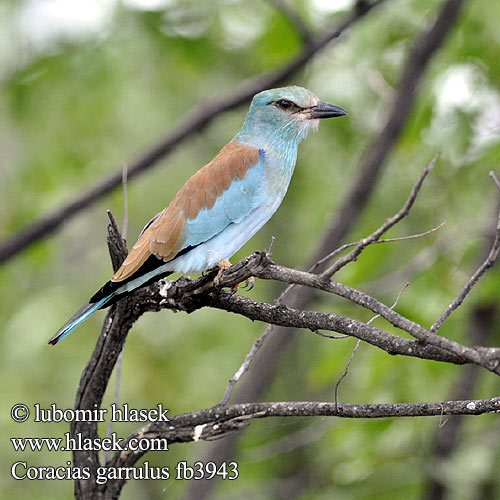 Coracias garrulus Roller Blauracke Rollier Europe Carraca Europea Mandelík hajní