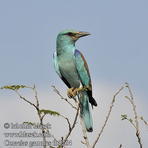 Coracias garrulus Roller Blauracke Rollier Europe Carraca Europea Mandelík hajní