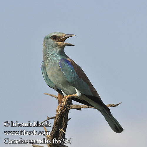 Coracias garrulus