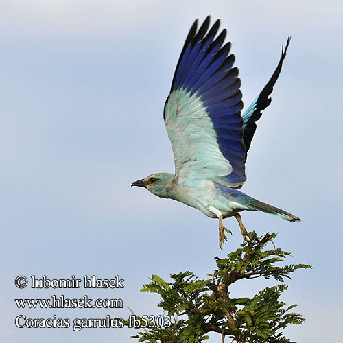 Coracias garrulus fb5303