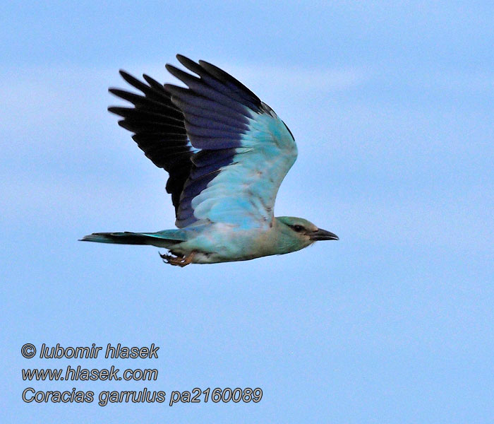 Coracias garrulus