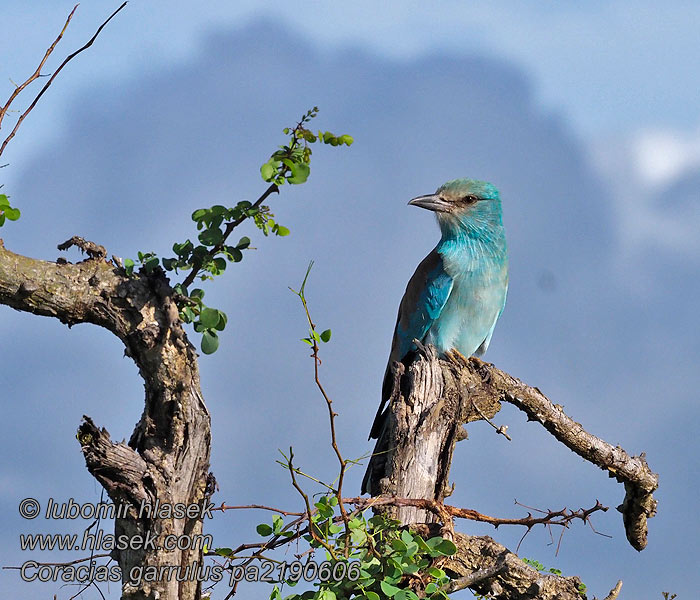 Coracias garrulus