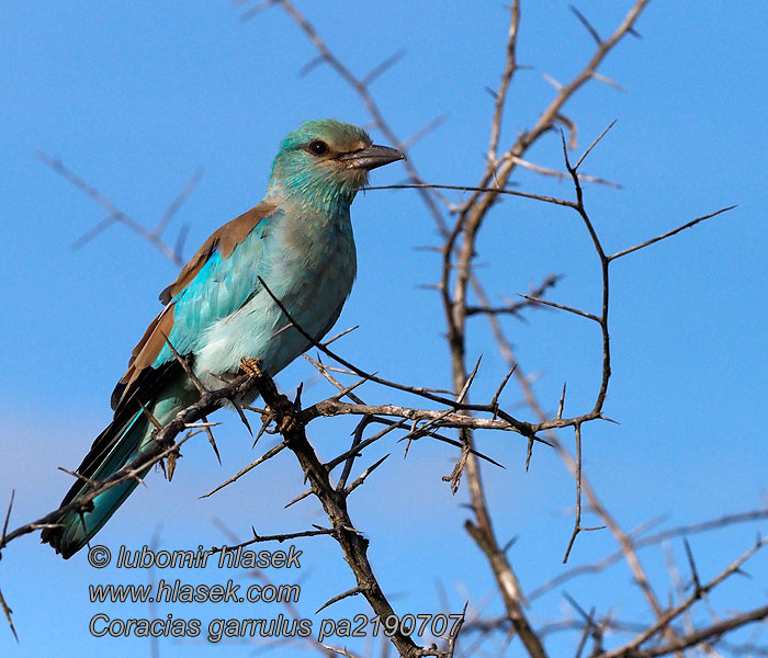 Coracias garrulus