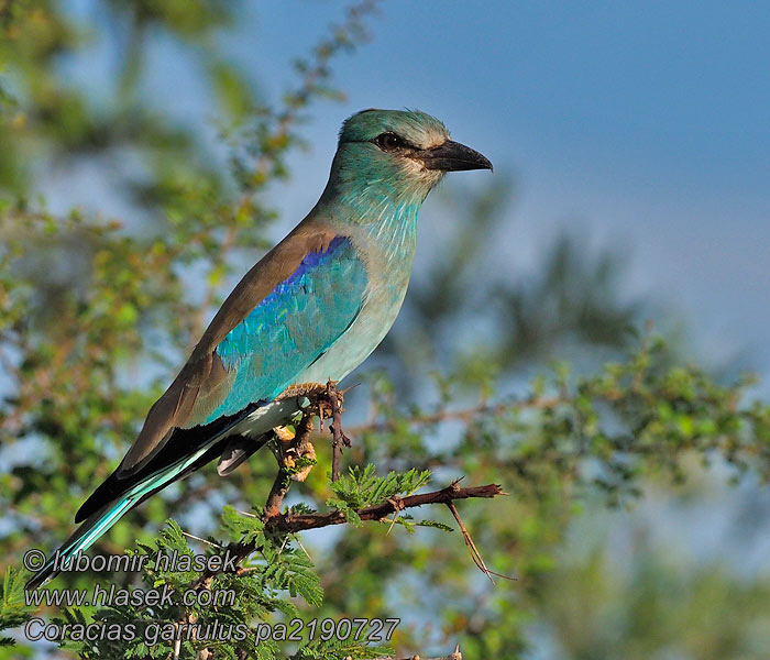 Coracias garrulus