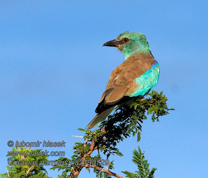 Coracias garrulus