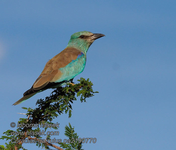 Coracias garrulus