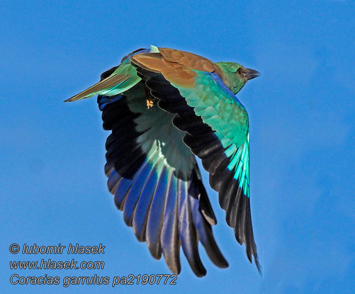 Coracias garrulus