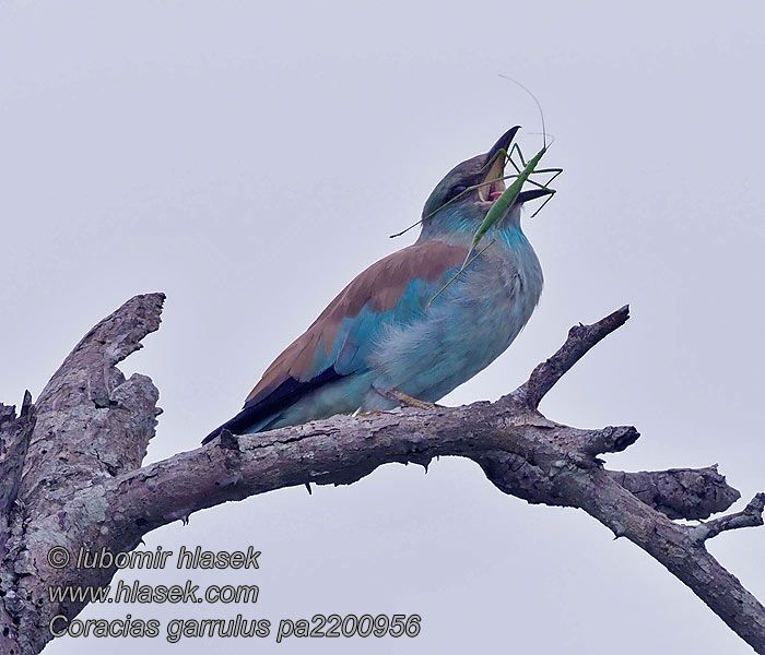 Coracias garrulus