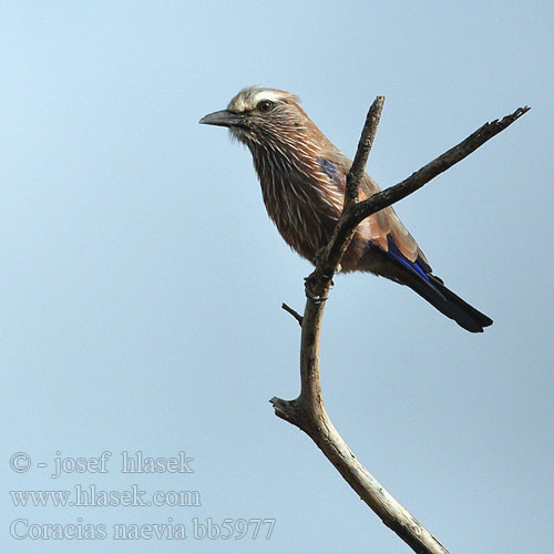 Coracias naevia bb5977