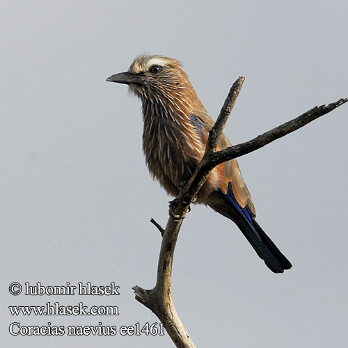 Mandelík nachový Strichelracke Blåvinget Ellekrage Carraca Coroniparda Viirusininärhi Rollier varié Ghiandaia marina corona rossiccia チャガシラニシブッポウソウ Roodkruinscharrelaar Kraska kreskowana Rolieiro-sobrancelhas-brancas Groottroupant Vhevhe Letlêrêtlêrê Kambu Kichwa-marungi Gatawa Yeşil sırtlı Gökkuzgun Krakl'a purpurovokrídla Striperåke Рыжешапочная сизоворнка Coracias naevia naevius noevia noevius Rufous-crowned Roller