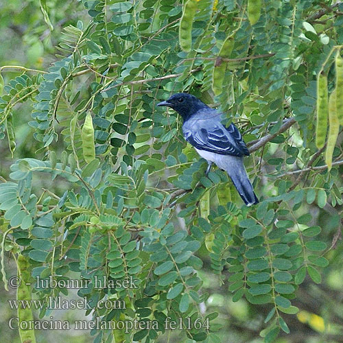 Coracina melanoptera Housenčík indický černokřídlý Schwarzkopf-Raupenfänger Black headed Cuckooshrike Black-headed Cuckoo Shrike Oruguero Cabecinegro Cabeza Negra Echenilleur tête noire Averla cuculo testanera ズグロアサクラサンショウクイ Черноголовый серый личинкоед Húseničiarka čiernotemenná čiernohlavá Kruczyna czarnogardla dekańska Svarthodelarveeter Zwartkoprupsvogel Mustapääkäpinkäinen