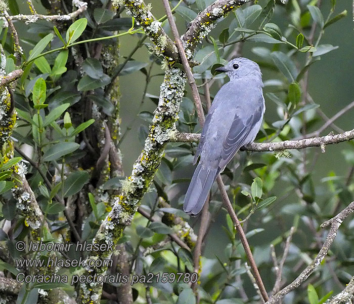 Coracina pectoralis Ceblepyris 白胸鹃鵙 Housenčík běloprsý Weißbrust-Raupenfänger