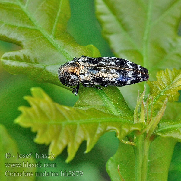 Coraebus undatus