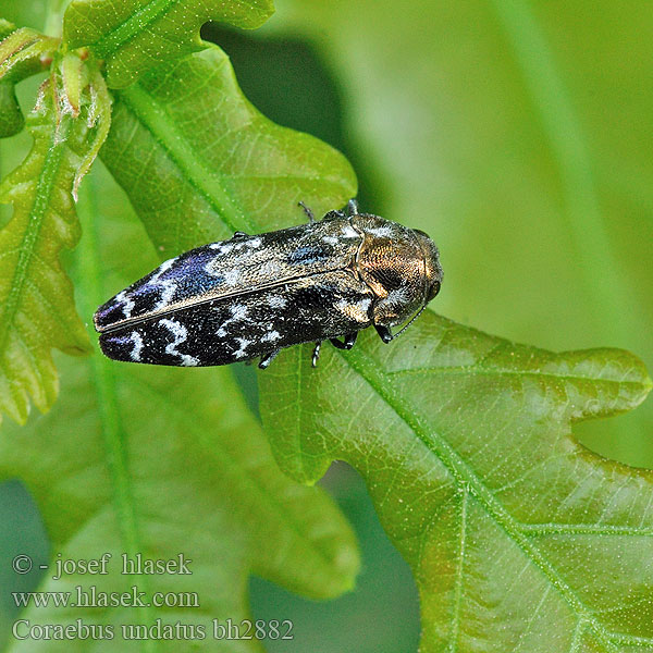 Coraebus undatus