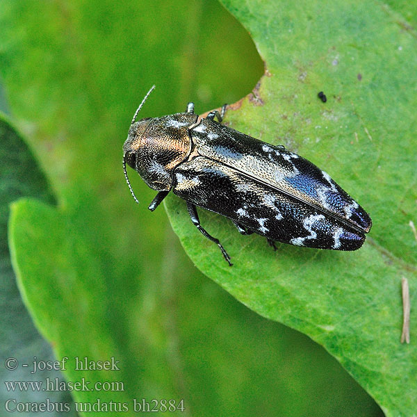 Coraebus undatus