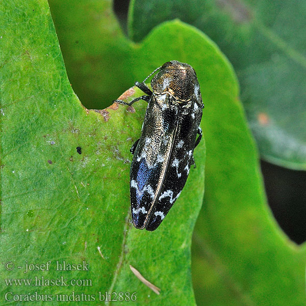 Coraebus undatus